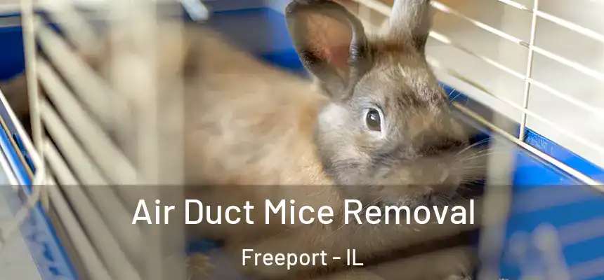  Air Duct Mice Removal Freeport - IL